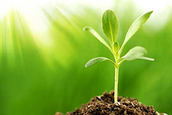 plants