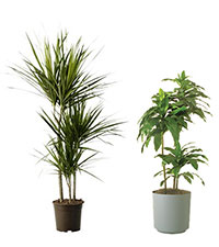 plants