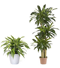plants