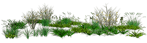 plants