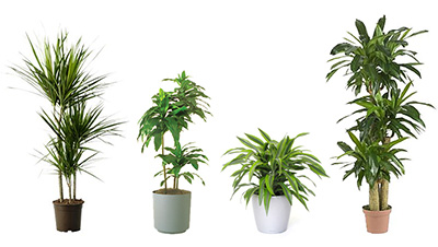 plants